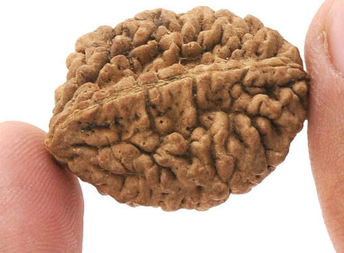 rudraksha brain