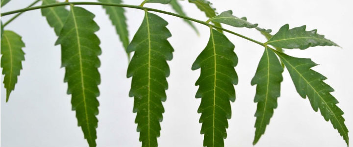 neem-leaf