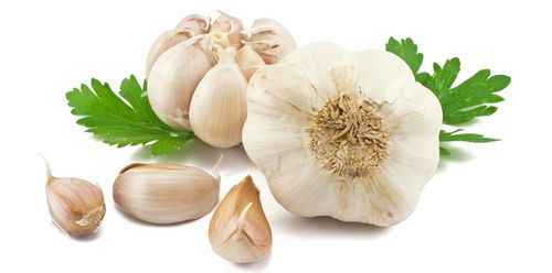 garlic