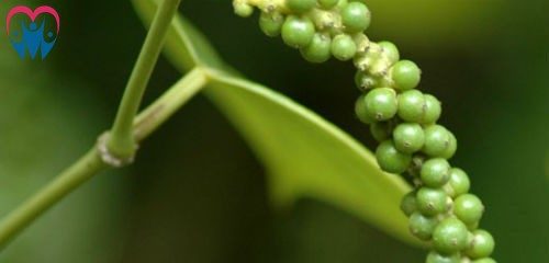 green pepper corn