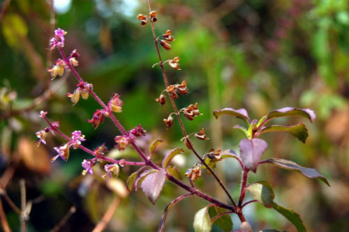 krishna tulsi