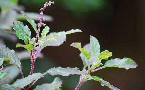 tulsi plant