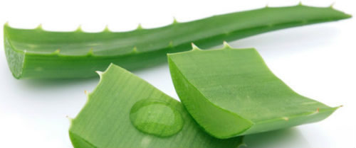 Aloe vera plant