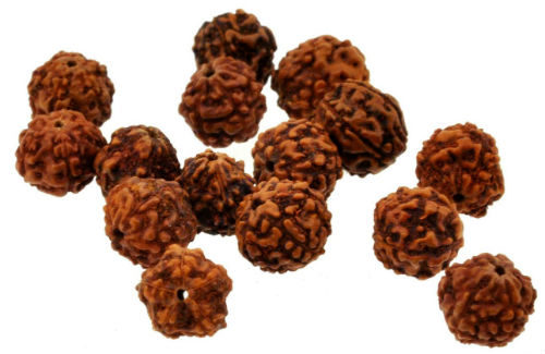 Raudraksha seeds