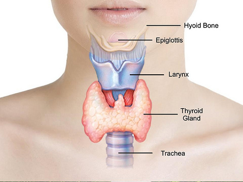 thyroid gland