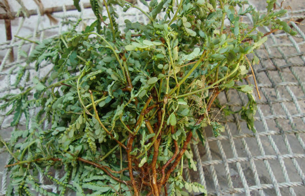 Phyllanthus niruri p